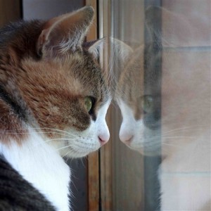 cat reflection week 5